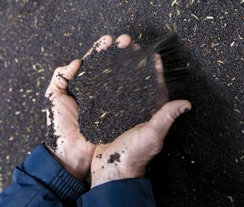 hands holding rapeseed