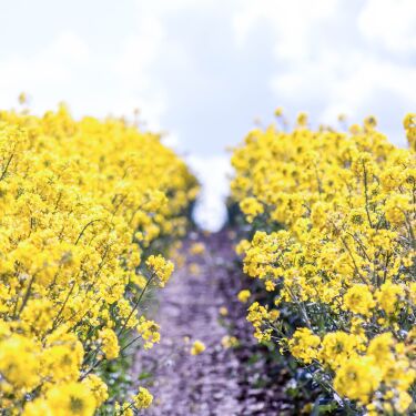 Mellow Yellow rapeseed field