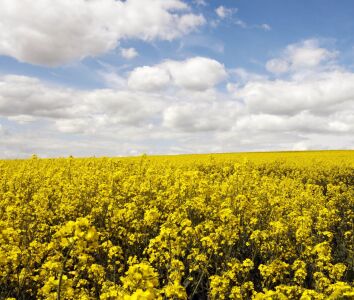 rapeseed plant