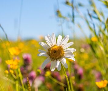 Wildflowers