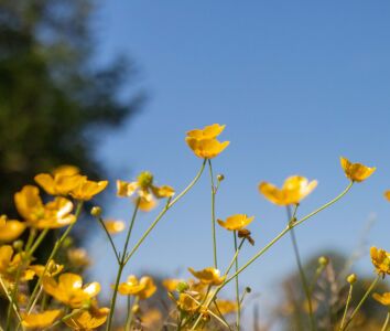 Wildflowers