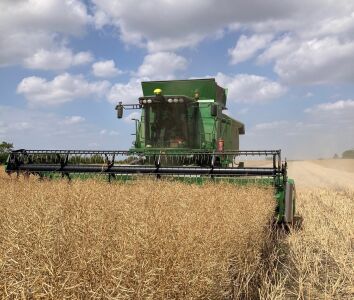 Mellow Yellow Harvest 2025