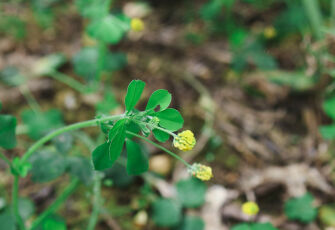 Mellow Yellow Farm companion crops