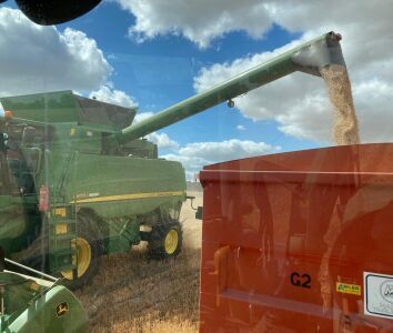 Oats harvest
