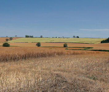 Mellow Yellow rapeseed harvest