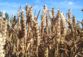 Wheat crop