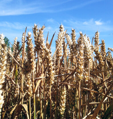 Wheat crop