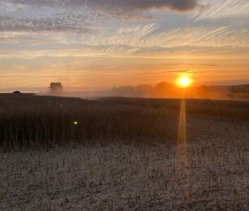 Harvest at sunset