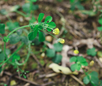 Black medic cover crop